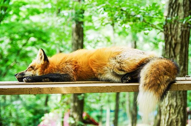 眠っている狐